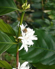 Bee& Flower