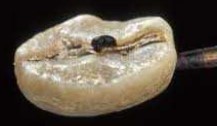 Coffee Bean Borer